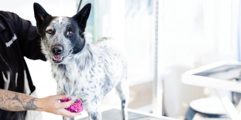 Own a Sparkle Grooming Co. Franchise in Dallas–Fort Worth (DFW)